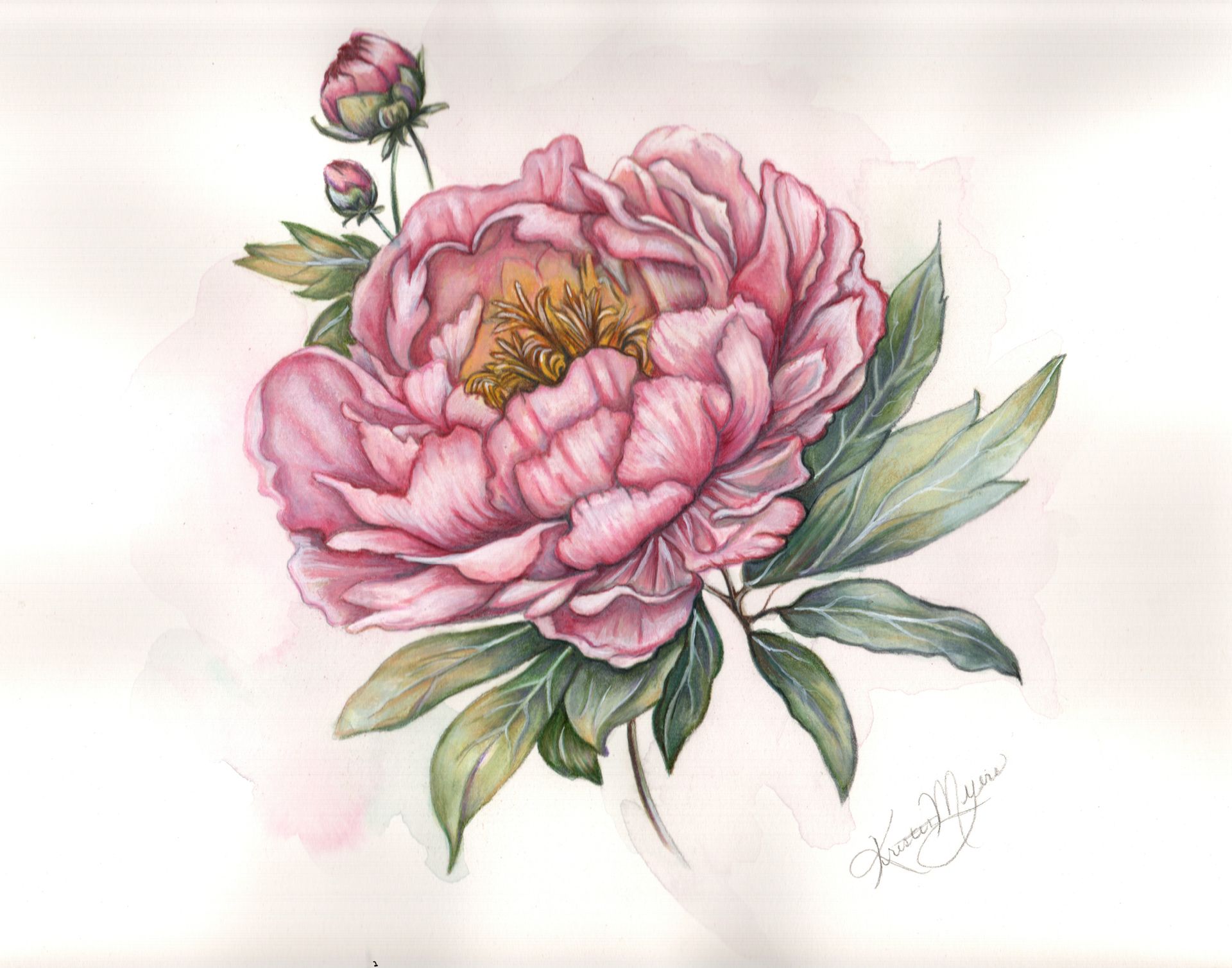 Peony by Kristen Myers