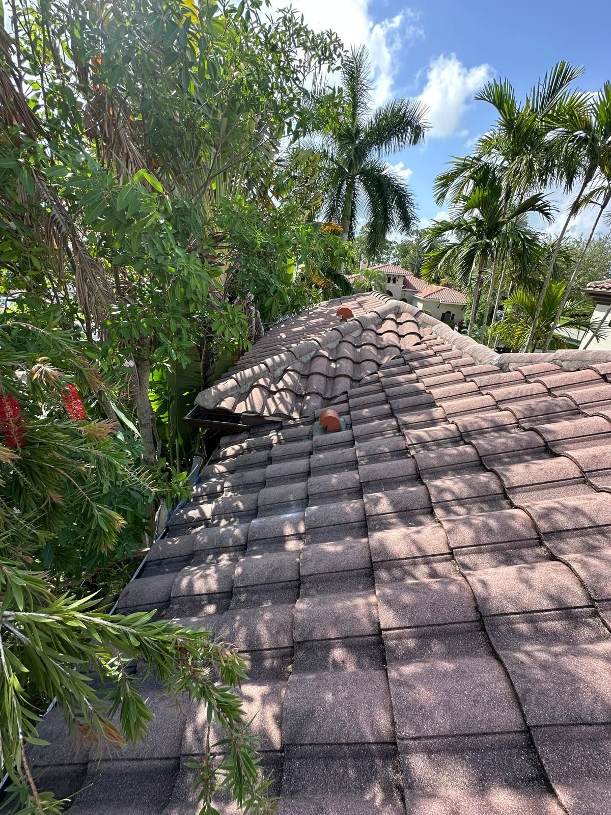 A close-up view of a brown shingled rooftop with greenery surrounding it, under a blue sky.