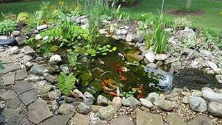 Trim Dead Plants - pond services in Knoxville, TN