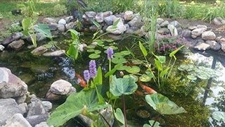Test Pond Function - maintenance services in Knoxville, TN