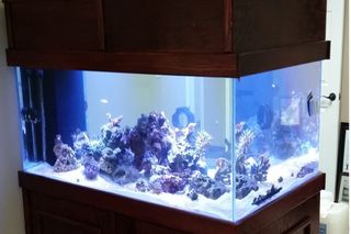 Aquarium — Coral & Fish in Knoxville, TN