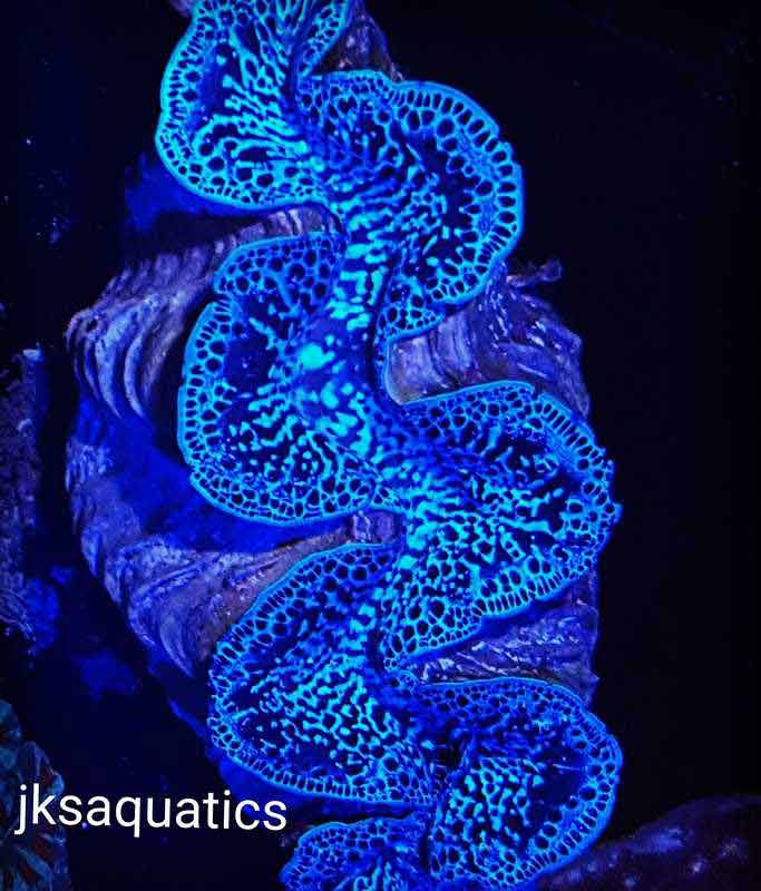 Exotic Fish Knoxville, TN JKS Aquatics