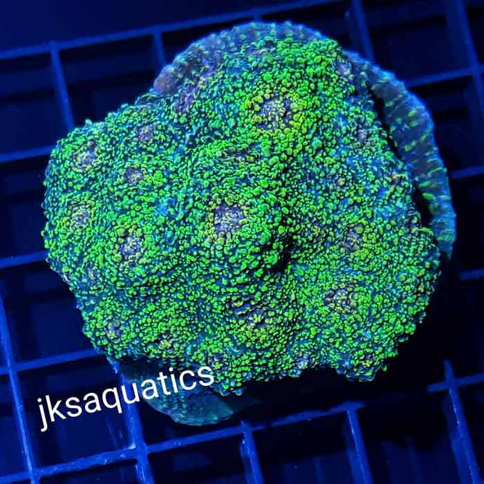 Exotic Fish Knoxville, TN JKS Aquatics