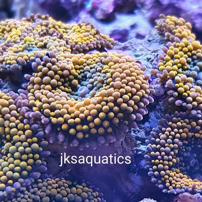 Exotic Fish Knoxville, TN JKS Aquatics