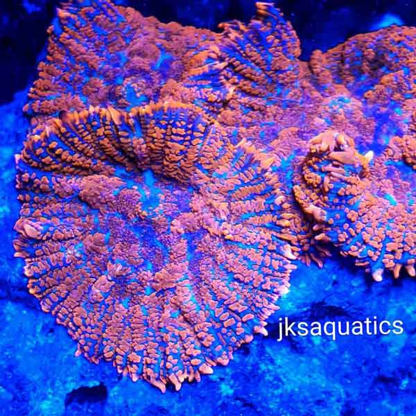 Exotic Fish Knoxville, TN JKS Aquatics