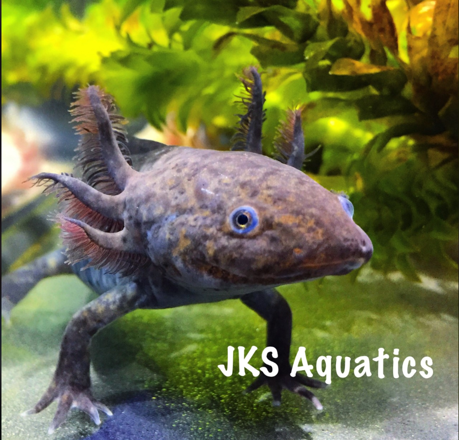 Exotic Fish Knoxville, TN JKS Aquatics