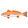 Redfish — Crystal River, FL — Crystal River Fishing
