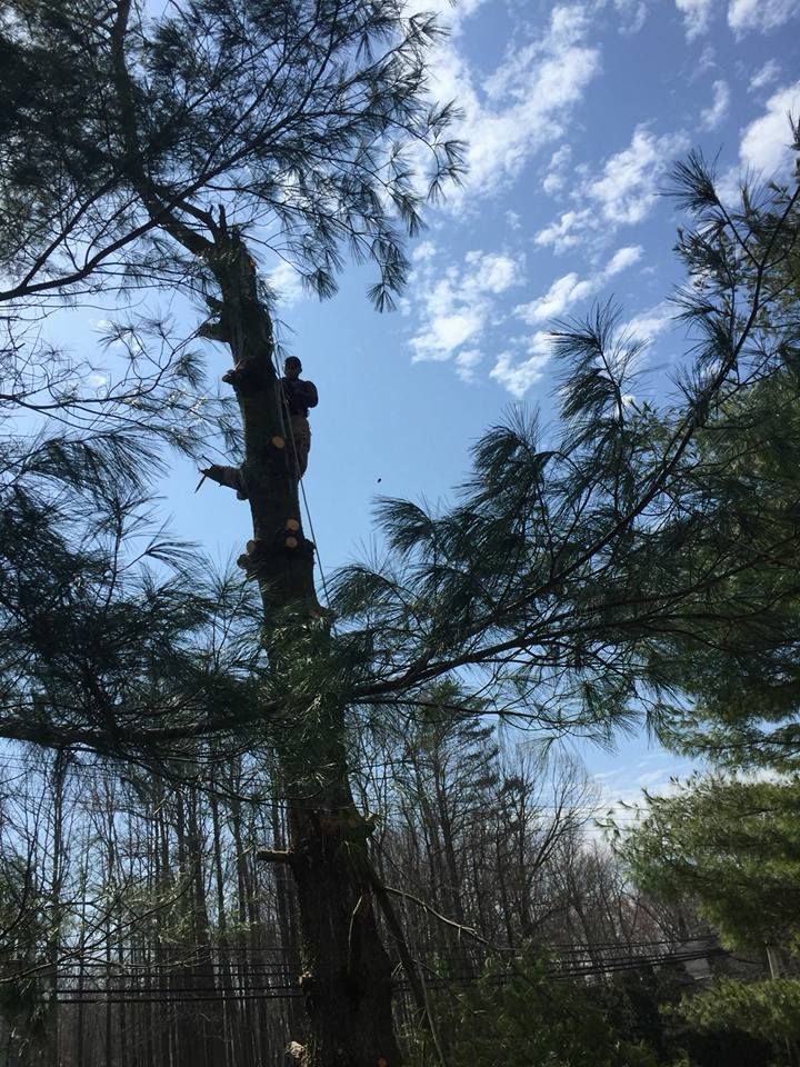 A man is climbing a tree on a sunny day.