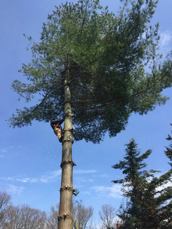 A man is climbing up the trunk of a large pine tree.