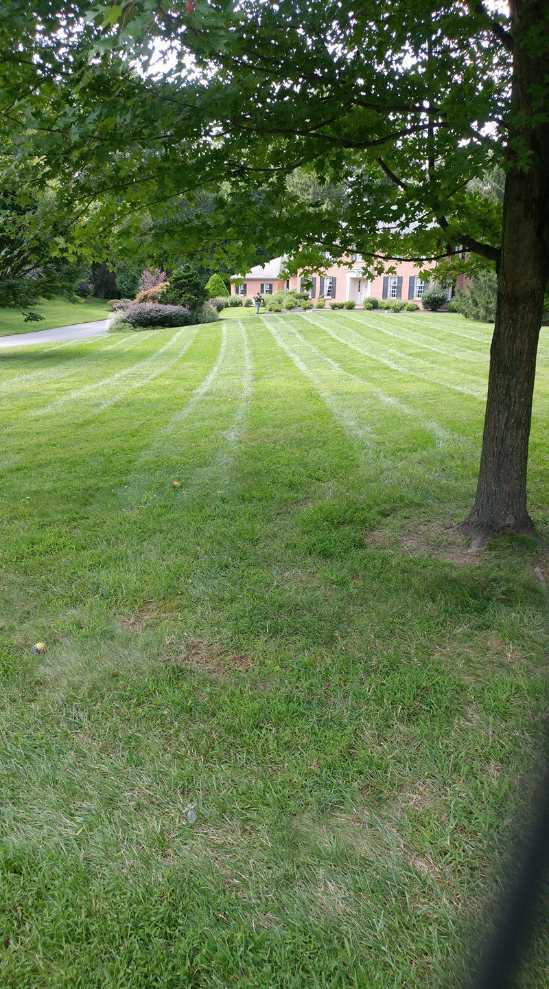 A lush green lawn with a house in the background and a tree in the foreground.