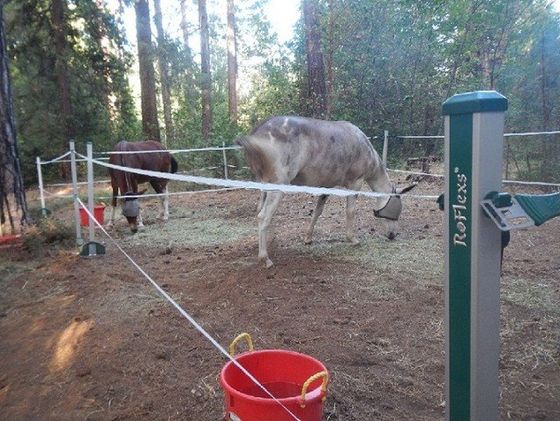 donkeys in a fence