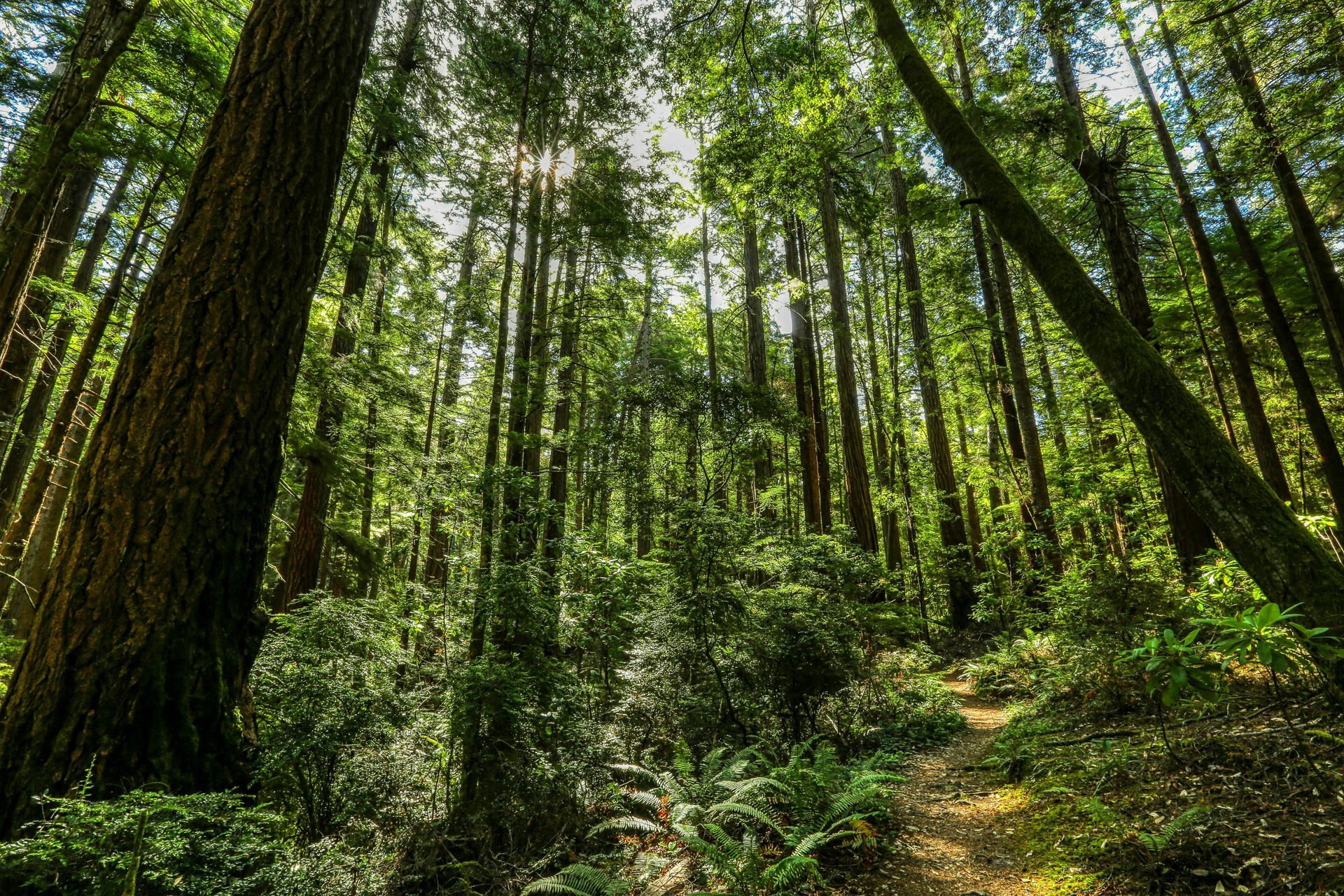 A path through a lush green forest with trees and ferns