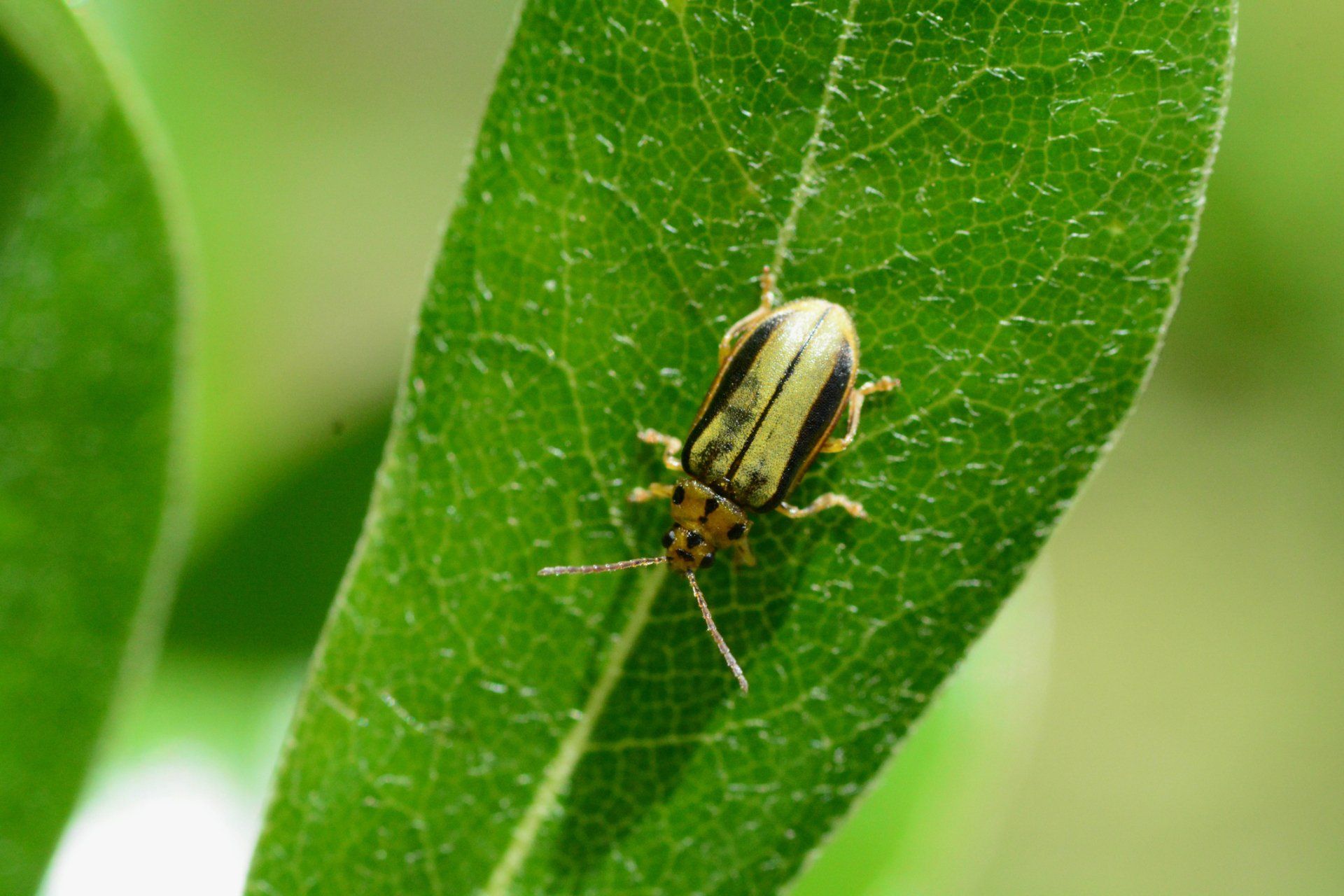 Elm Leaf Beetle — Wodonga, VIC — Curtis Tree Lopping Specialists