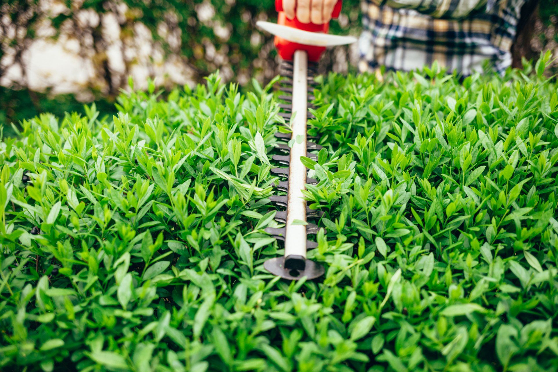 Hedge Pruning — Wodonga, VIC — Curtis Tree Lopping Specialists
