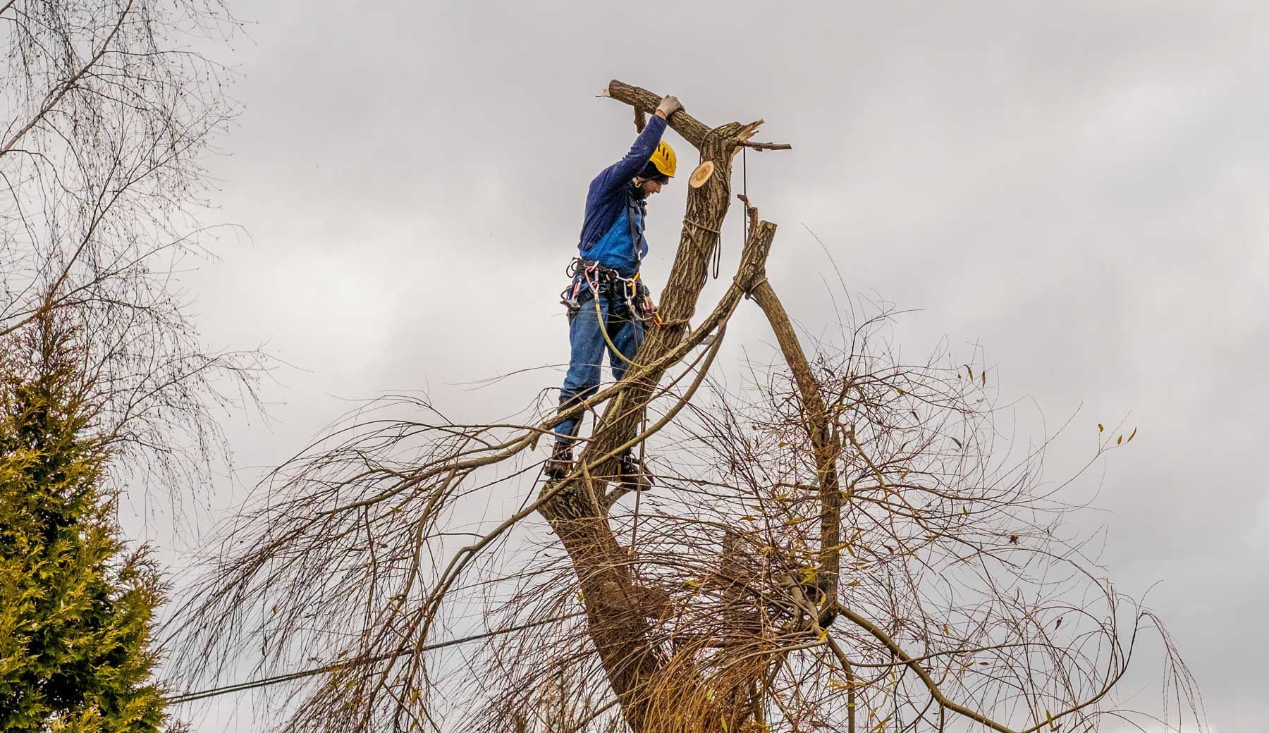 An arborist is performing a tree cutting service, removing a large tree safely with a chainsaw.