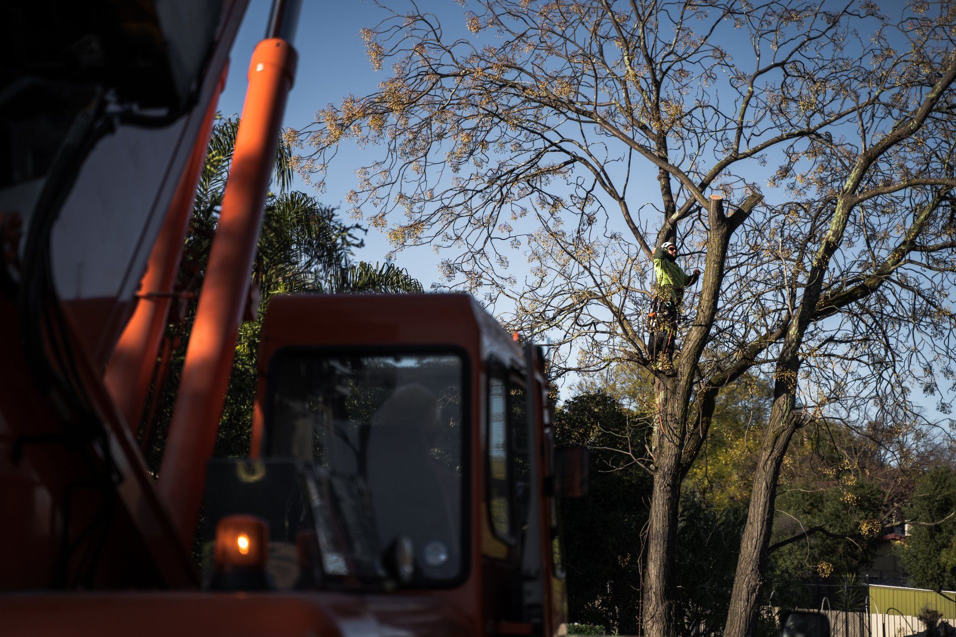 A red truck is parked in front of a tree