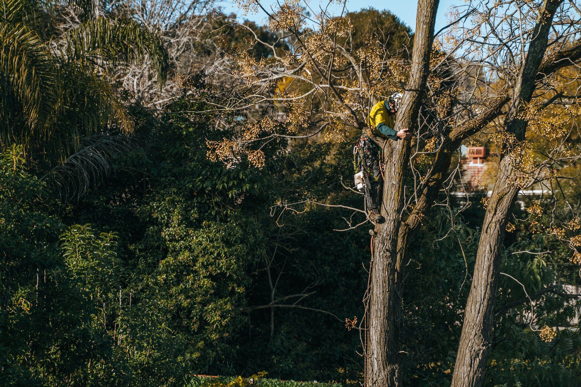 Hazardous Tree Removal — Wodonga, VIC — Curtis Tree Lopping Specialists