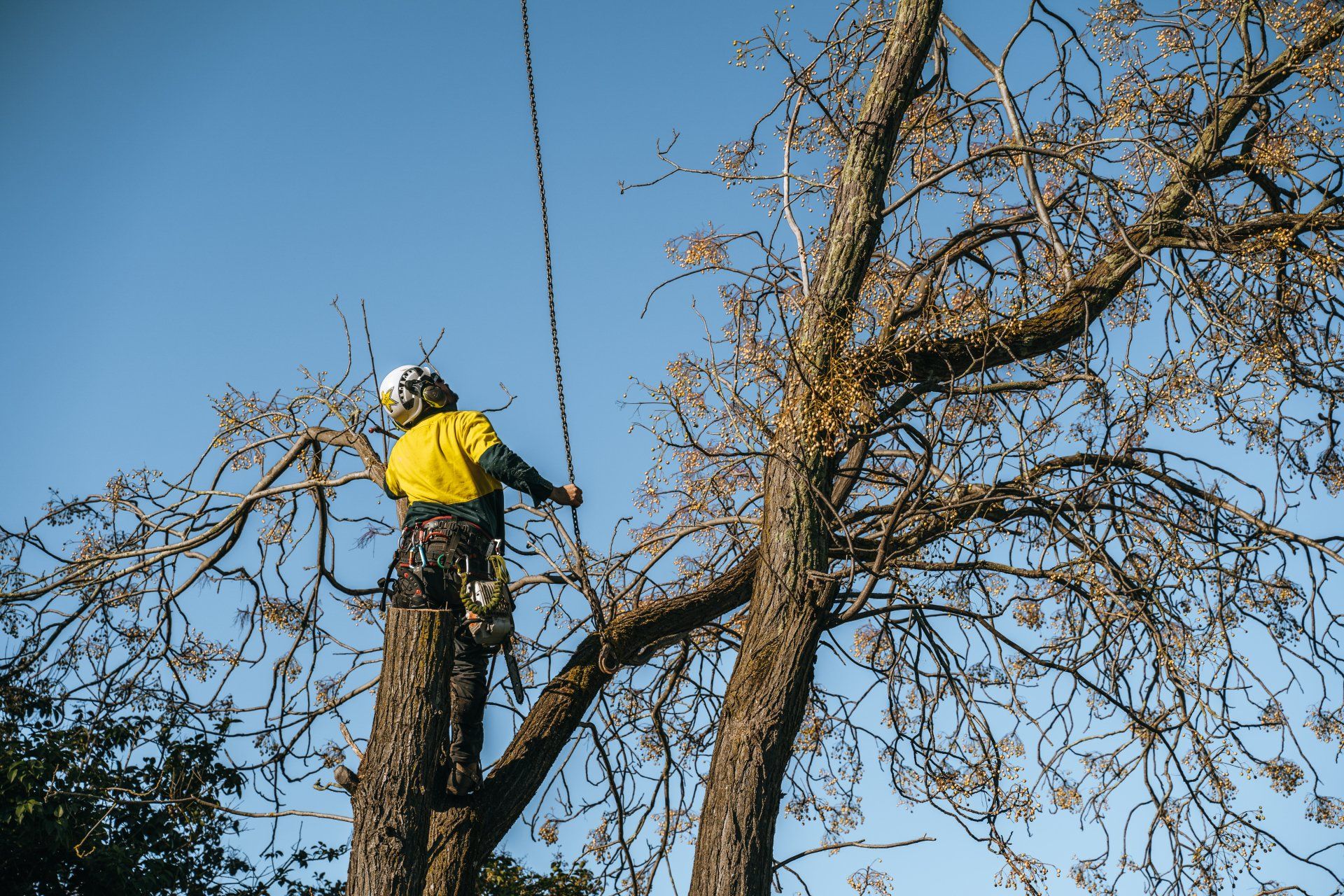 A man is climbing a tree with a chainsaw.
