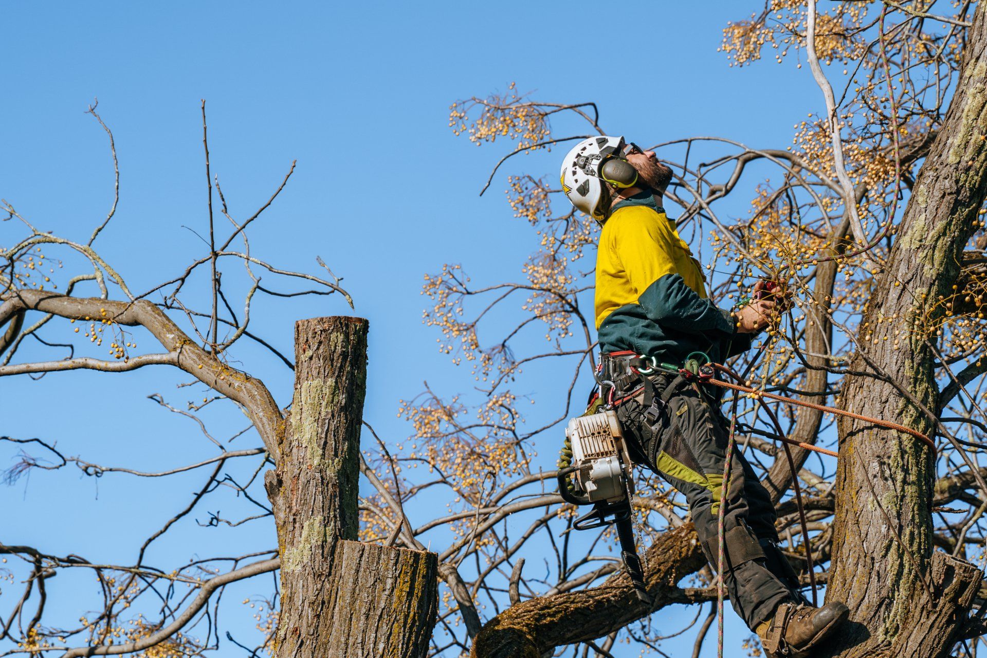 A man is climbing a tree with a chainsaw.