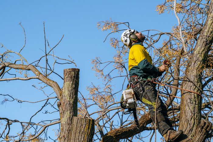 Man on Lifting Platform Cutting Tree — Wodonga, VIC — Curtis Tree Lopping Specialists