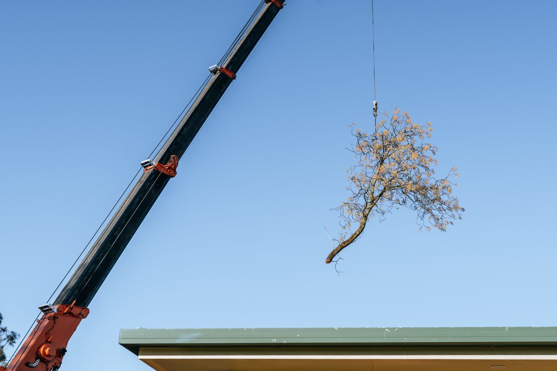 A crane is lifting a tree branch from the roof of a building.