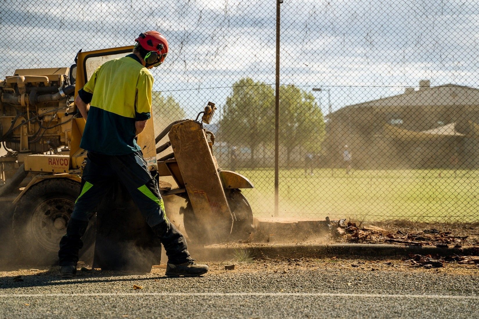 A man uses a Machine to cut down a tree in a forested area, in preparation for tree stump removal.
