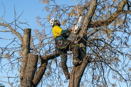 An arborist wearing a harness and using a chainsaw to perform tree cutting service on a property.