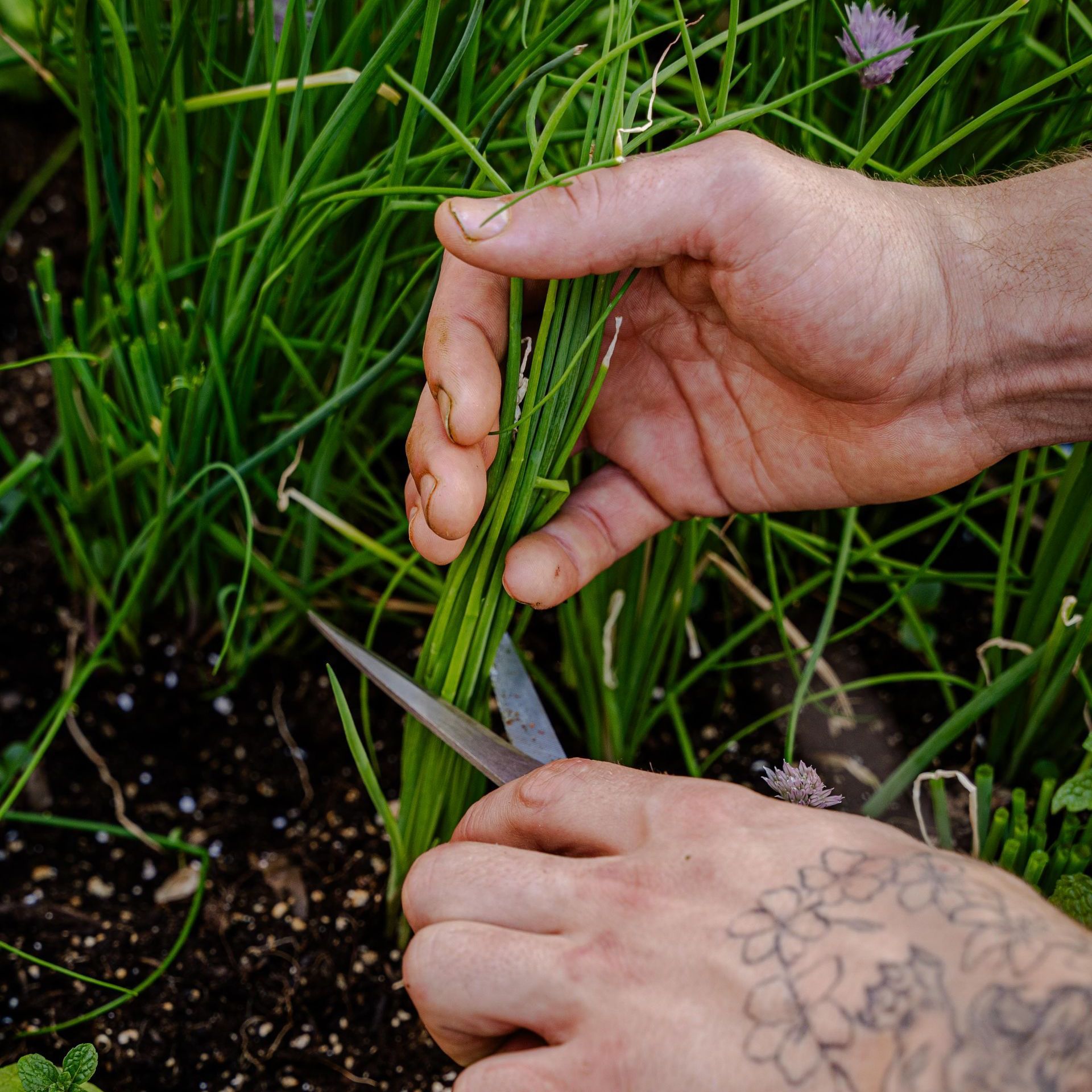 Locally Sourced Ingredients