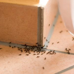 Pest on Tiles — Goshen, IN — RS Pest