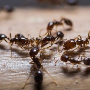 Group Of Ants — Goshen, IN — RS Pest
