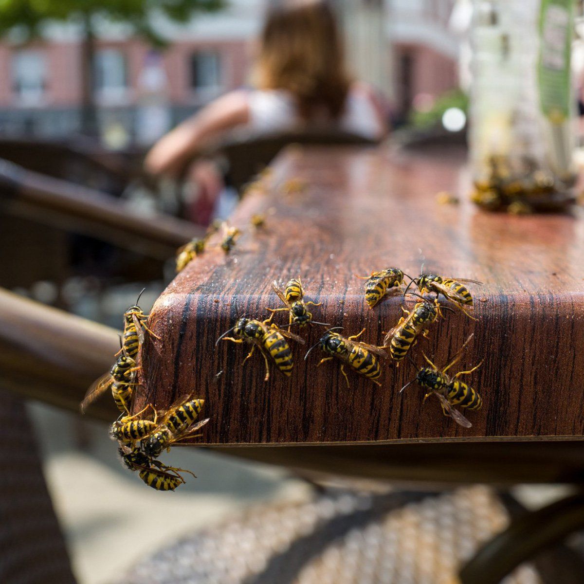 Hornets On The Table — Goshen, IN — RS Pest