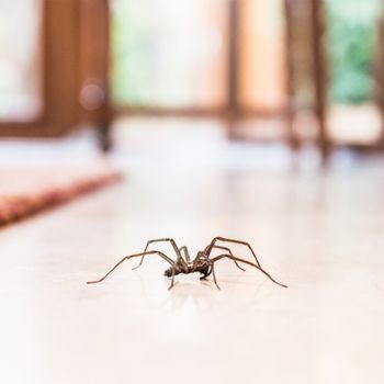 Spider on the floor — Goshen, IN — RS Pest
