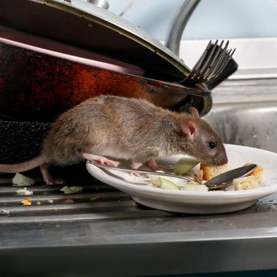 Rodent Eating Left Over On Plate — Goshen, IN — RS Pest