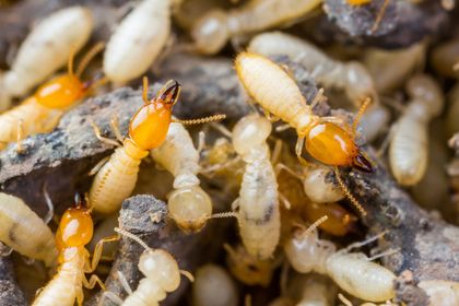 Termites House — Goshen, IN — RS Pest