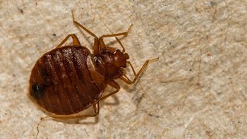 Crawling Bed Bug — Goshen, IN — RS Pest