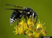 Bald Faced Hornet — Goshen, IN — RS Pest