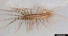 Centipede — Goshen, IN — RS Pest