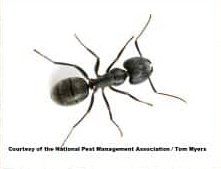 Carpenter Ant — Goshen, IN — RS Pest