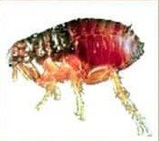 Flea — Goshen, IN — RS Pest