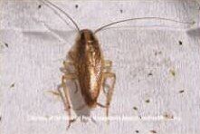 German Roach — Goshen, IN — RS Pest