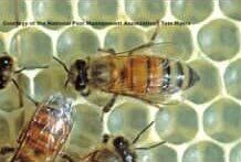 Honey Bee — Goshen, IN — RS Pest