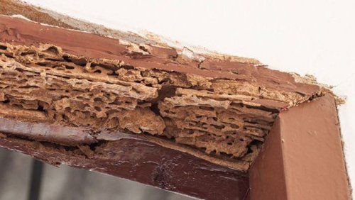 Door Frame Eaten By Termites — Goshen, IN — RS Pest