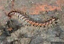 Millipede — Goshen, IN — RS Pest