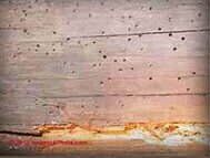 PPB Damage — Goshen, IN — RS Pest