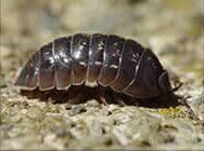 Sow Bug — Goshen, IN — RS Pest