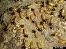 Termites — Goshen, IN — RS Pest