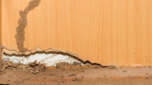 Wall Destroyed By Termites — Goshen, IN — RS Pest