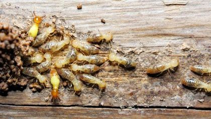 Soldier Termites — Goshen, IN — RS Pest