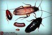 Wood Cockroach — Goshen, IN — RS Pest