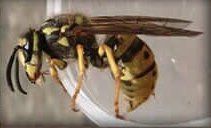 Yellow Jacket — Goshen, IN — RS Pest
